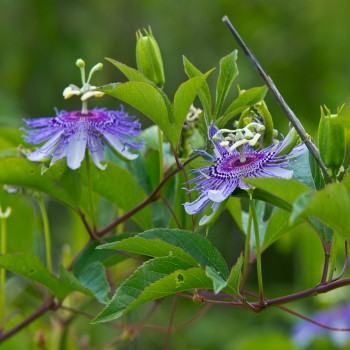 Passiflora SP. Incarnata